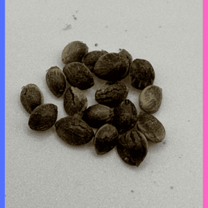 Blue Dream Seeds