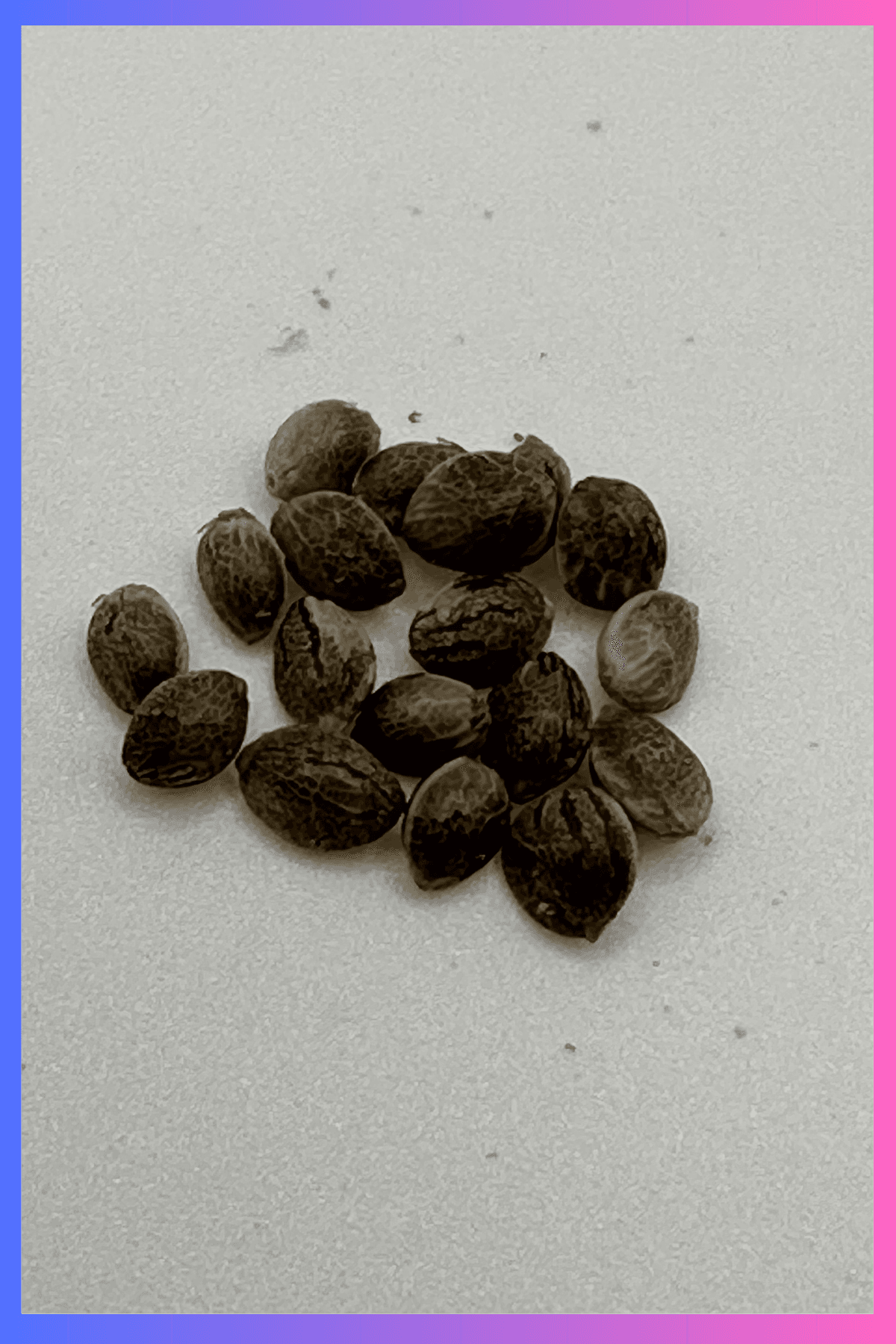 Blue Dream Seeds