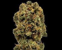 Blue Dream flower strain on a black background