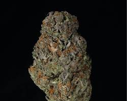 BlueBerry Pancakes cannabis flower on a black background.