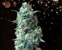 Blueberry Acai cannabis flower on a black background.