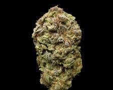 Gelato Mintz flower strain on a black background.