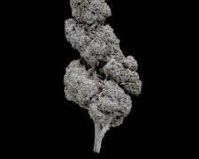 Sticky Papaya flower strain on a black background