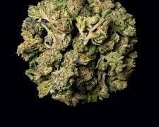 Thin Mints flower strain on a black background.